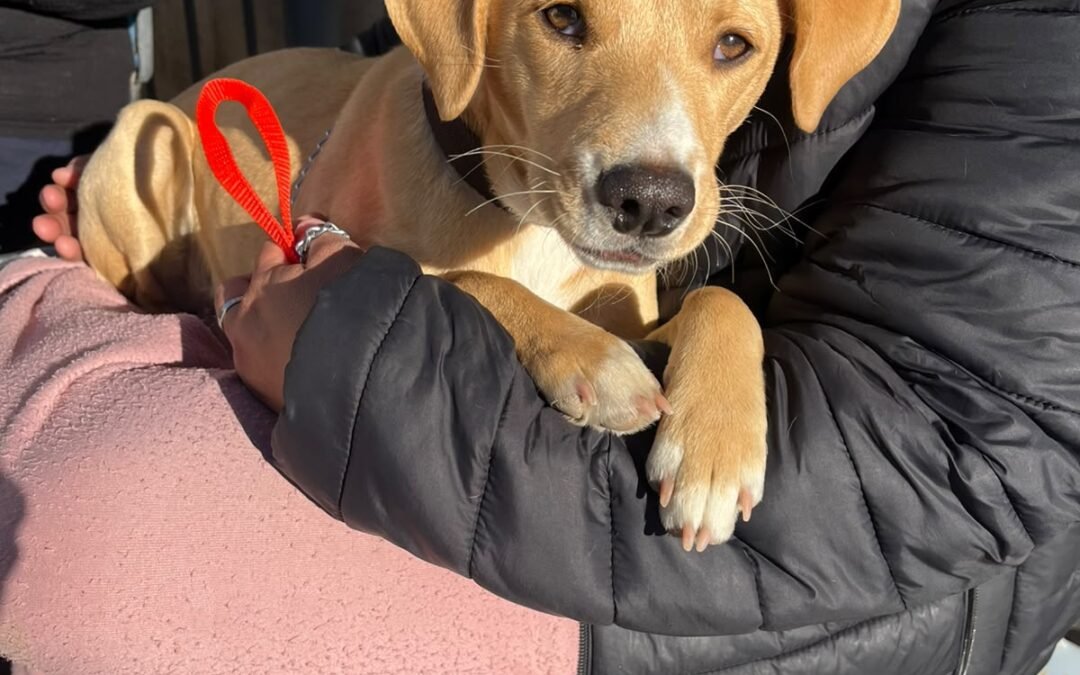 Horarios y turnos para vacunar a tus mascotas en el Quirófano Municipal