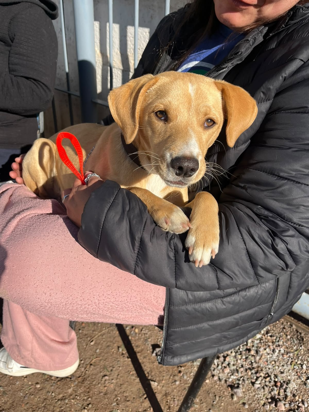 Horarios y turnos para vacunar a tus mascotas en el Quirófano Municipal